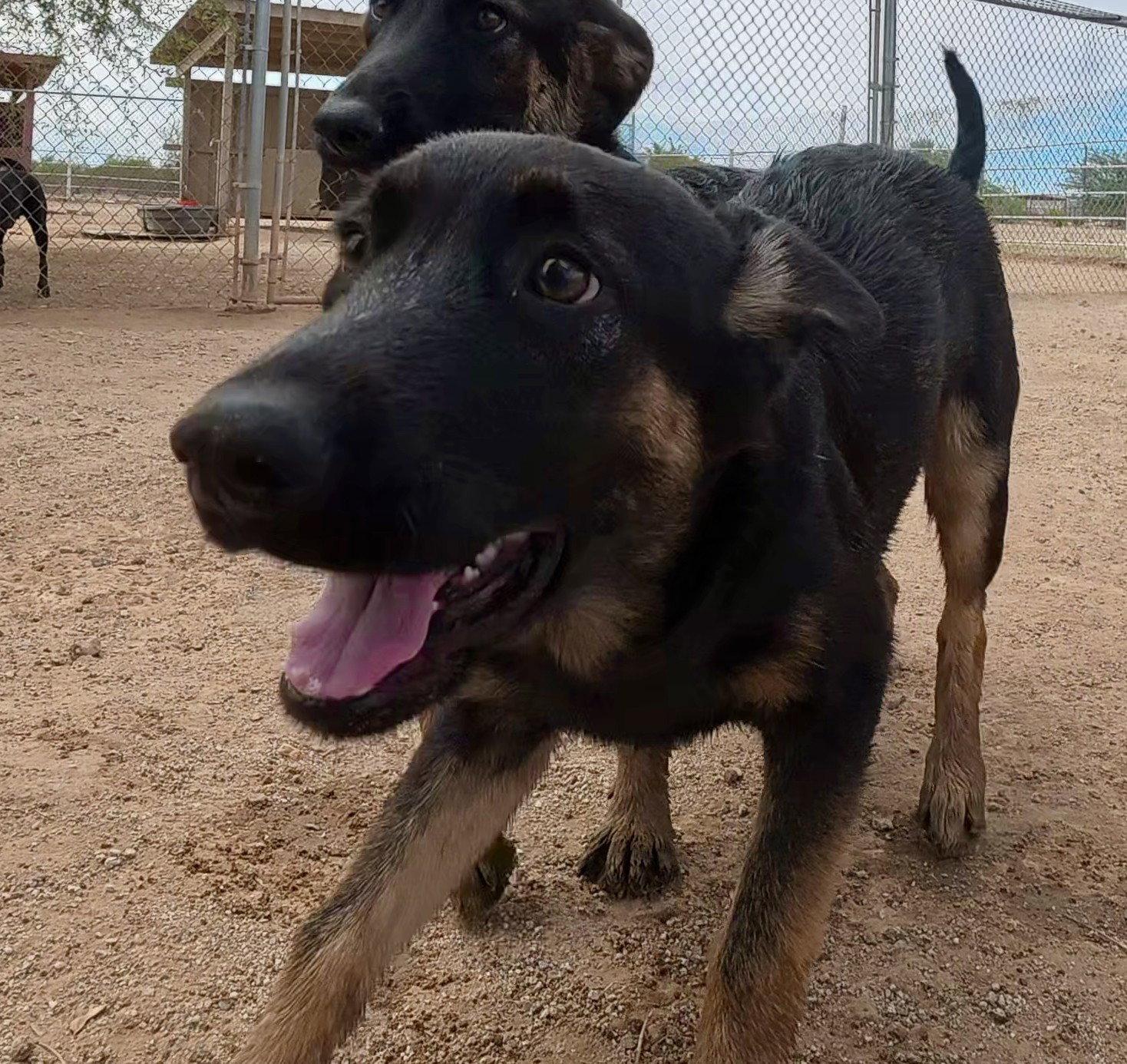 Enlarge Scout, a Adopted German Shepherd Dog in Queen Creek, AZ image 3/3