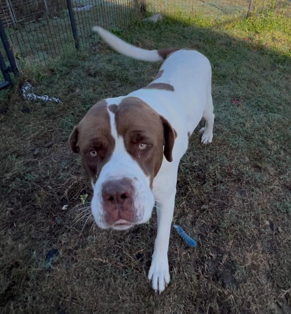 Alvin, Adoptable, Young Male American Bulldog & Saint Bernard.