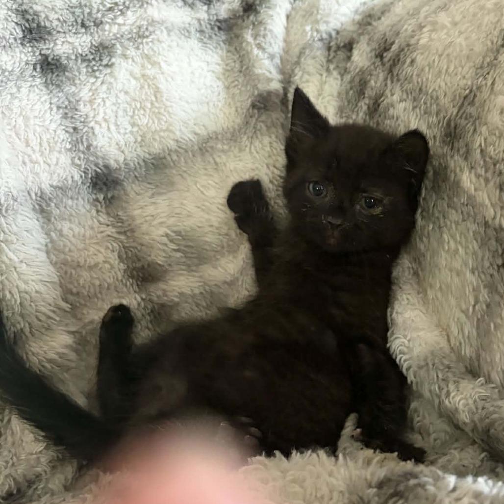Enlarge Cole, a ADOPTABLE Domestic Short Hair in Wilmington, NC image 3/6