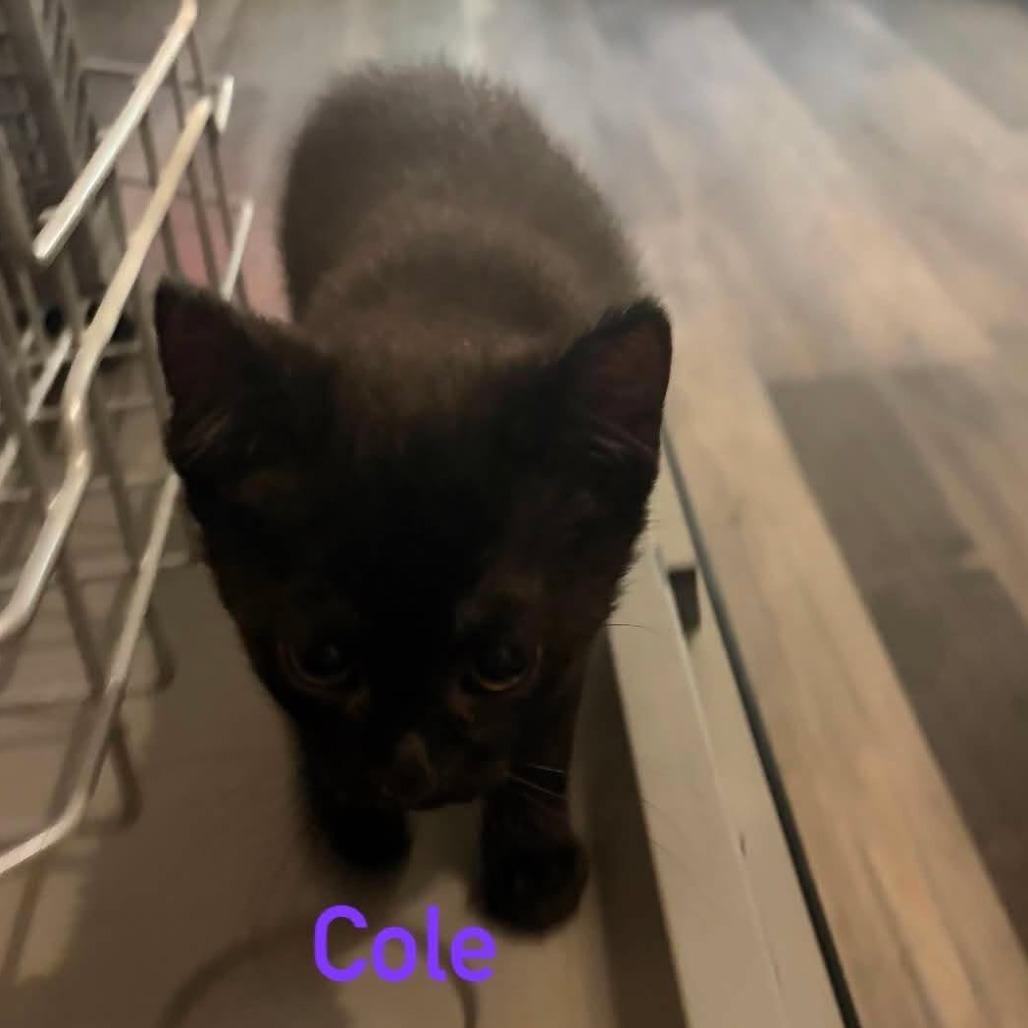 Enlarge Cole, a ADOPTABLE Domestic Short Hair in Wilmington, NC image 6/6