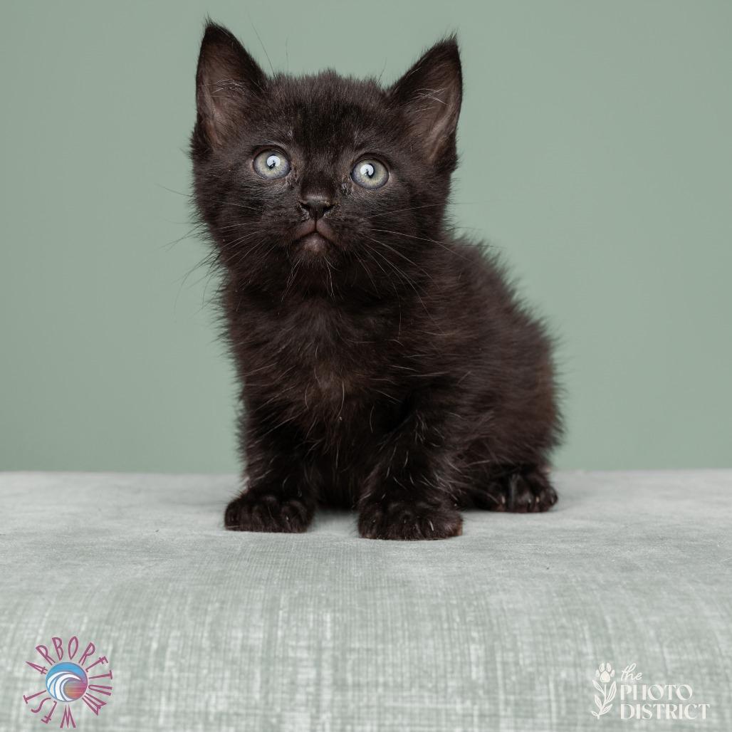 Enlarge Cole, a ADOPTABLE Domestic Short Hair in Wilmington, NC image 2/6
