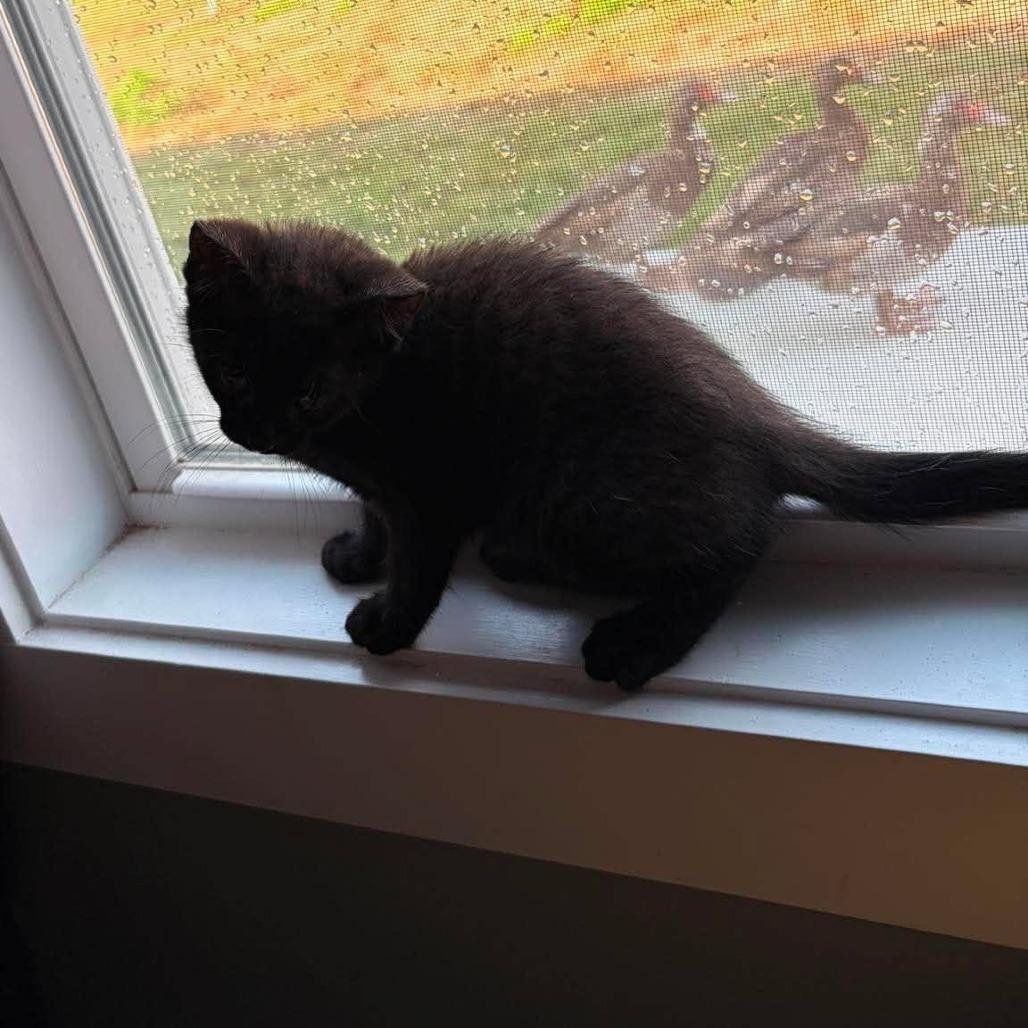 Enlarge Cole, a ADOPTABLE Domestic Short Hair in Wilmington, NC image 5/6
