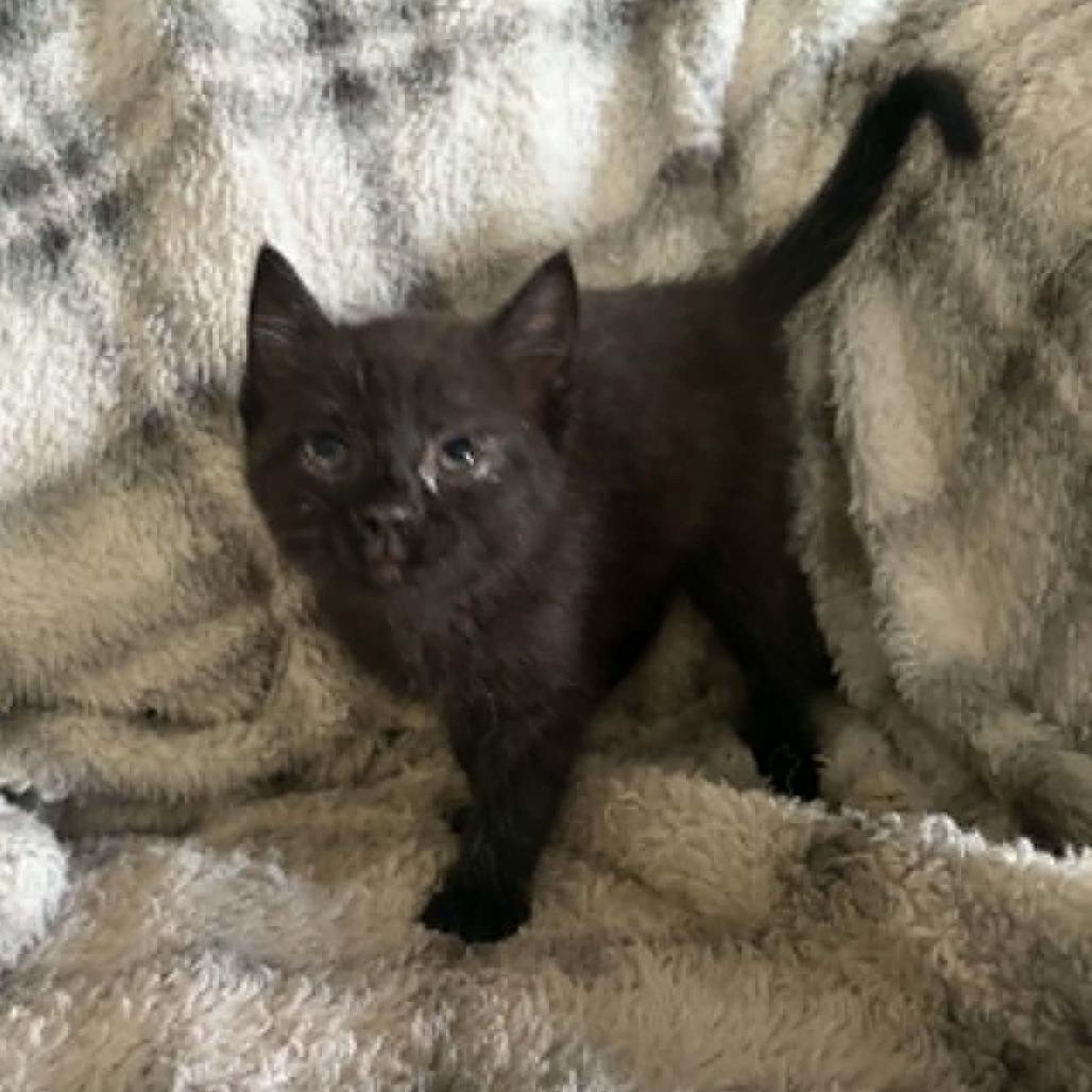 Enlarge Cole, a ADOPTABLE Domestic Short Hair in Wilmington, NC image 4/6