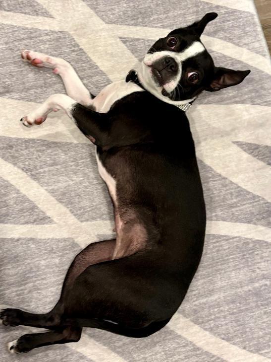 Lana in UT, a ADOPTABLE mixed breed in Salt Lake City, UT image 2/5