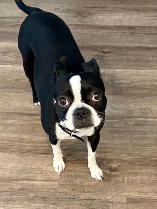 Lana in UT, ADOPTABLE, Young Female Boston Terrier.