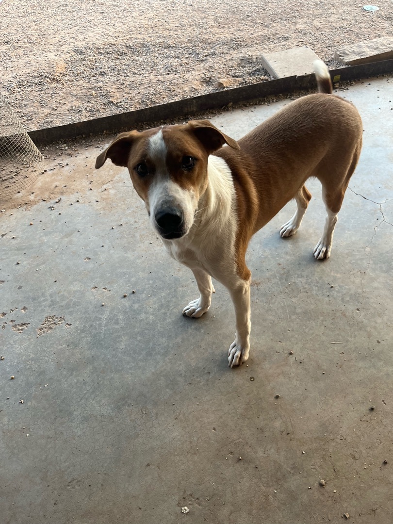 Kuno, Adoptable, Adult Male Pit Bull Terrier.