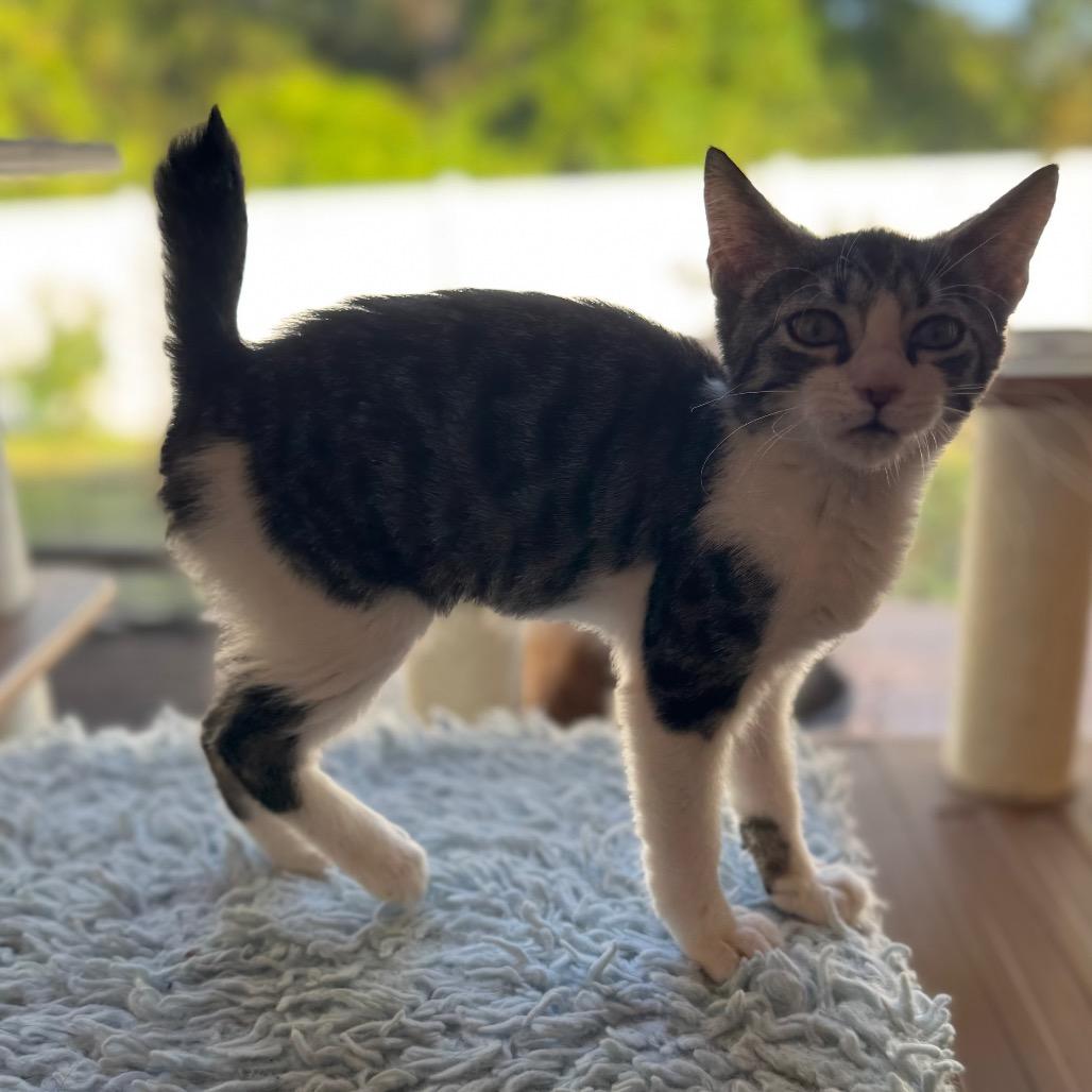 Kiwi, a Adoptable mixed breed in TITUSVILLE, FL image 2/3