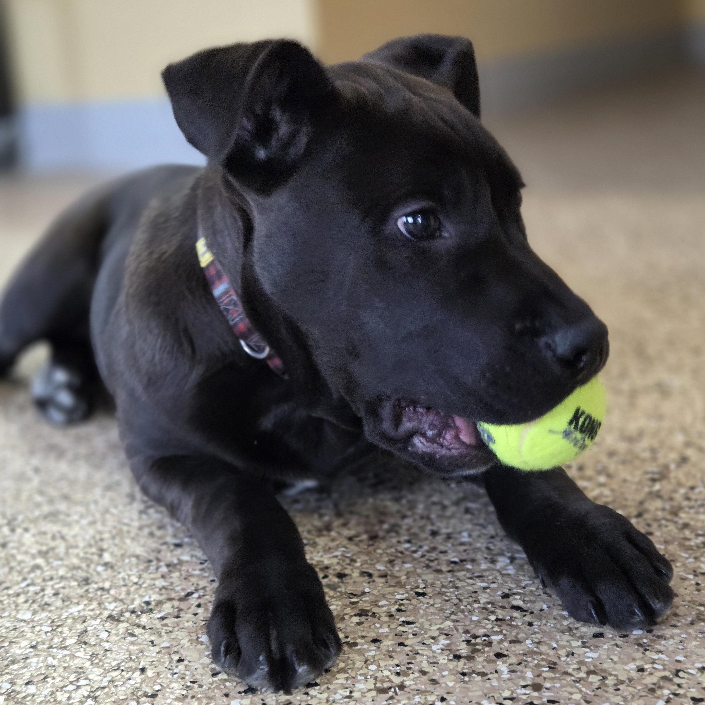 Virgo, an adoptable mixed breed in Park Rapids, MN image 2/2