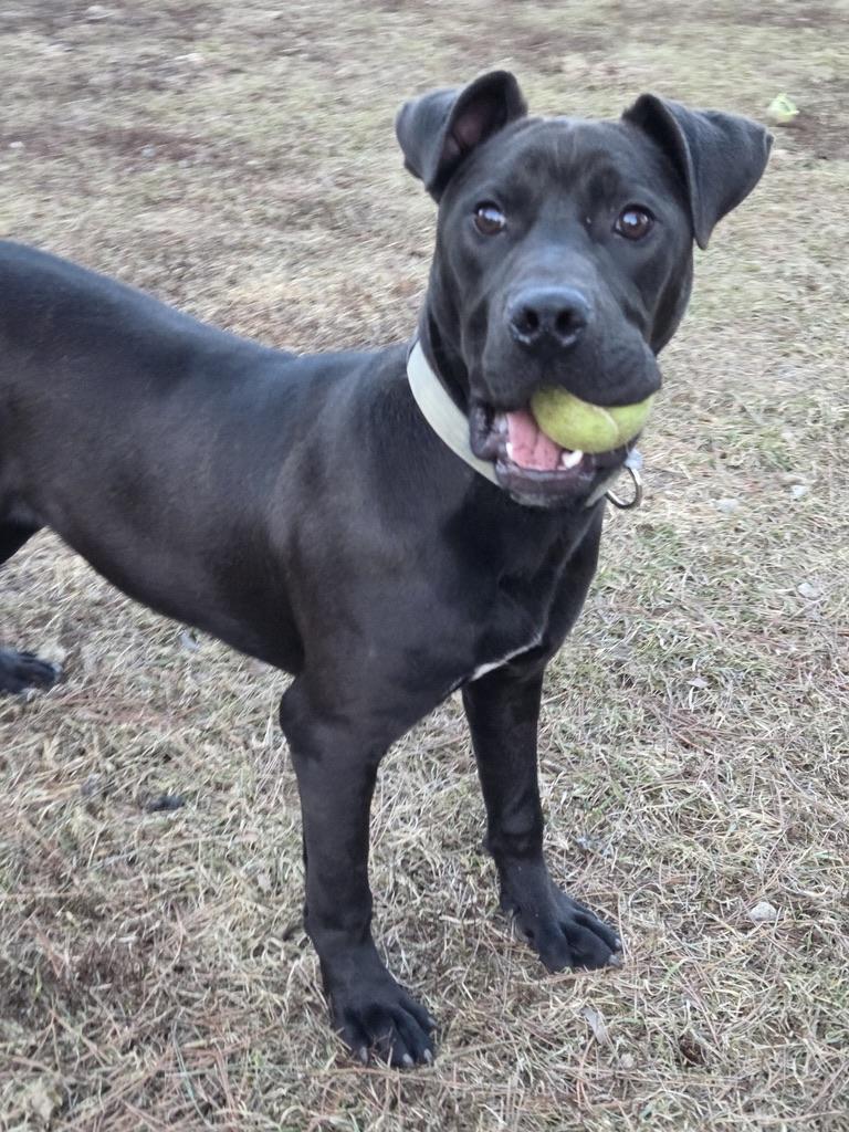 Virgo, adoptable, Puppy Male Pit Bull Terrier & Labrador Retriever.