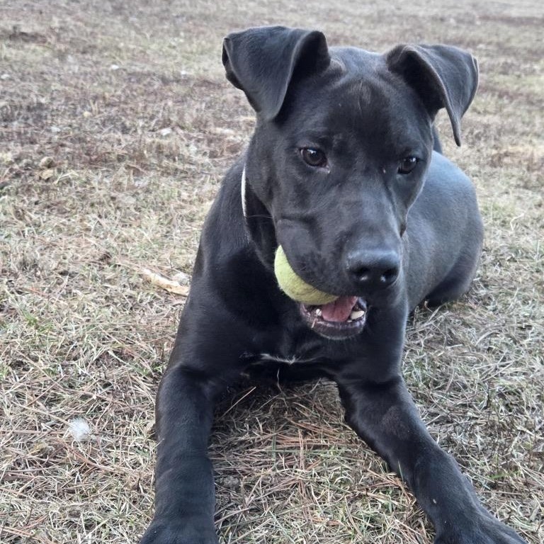 Enlarge Virgo, an adoptable mixed breed in Park Rapids, MN image 2/2