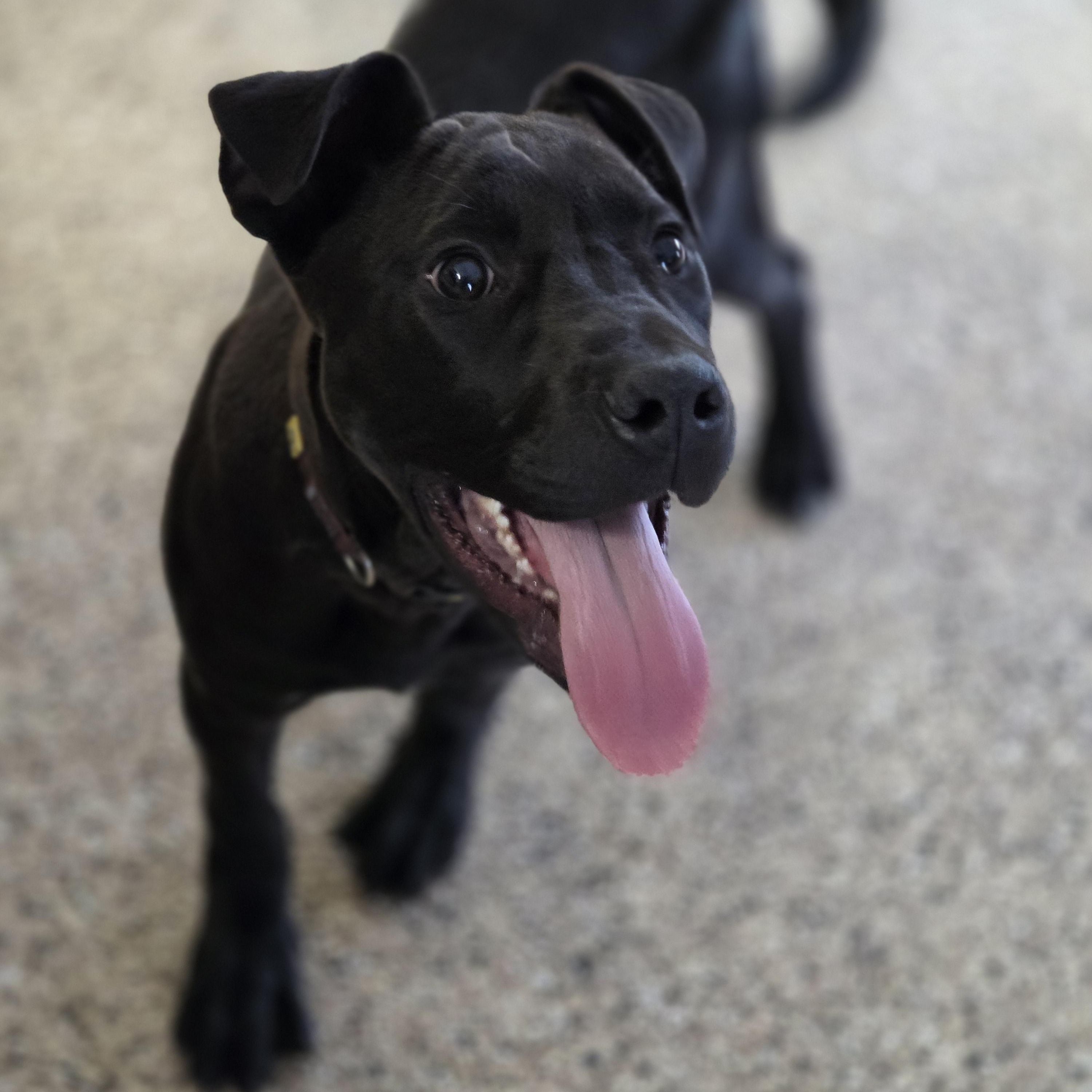 Virgo, an adoptable mixed breed in Park Rapids, MN image 1/2
