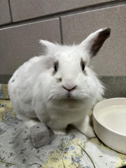 LITTLE BUNNY FOO FU, Adoptable, Adult Male Lionhead.