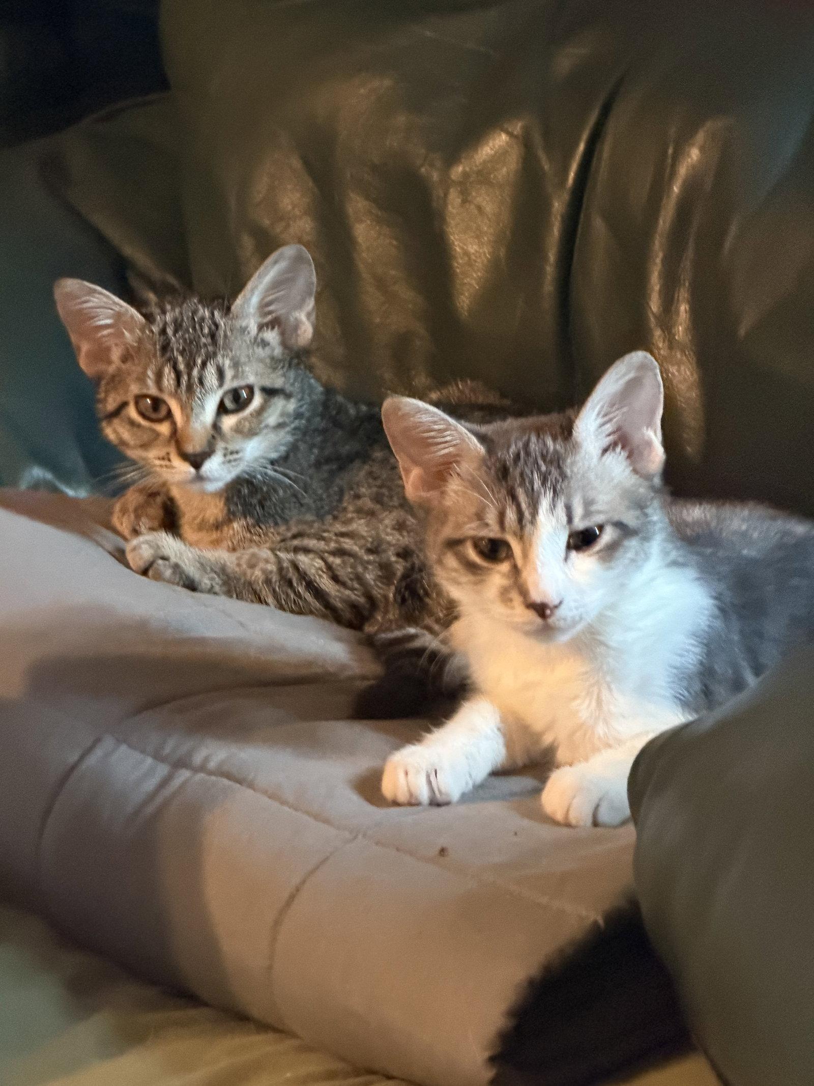 Misty, Adoptable, Kitten Female Domestic Short Hair.