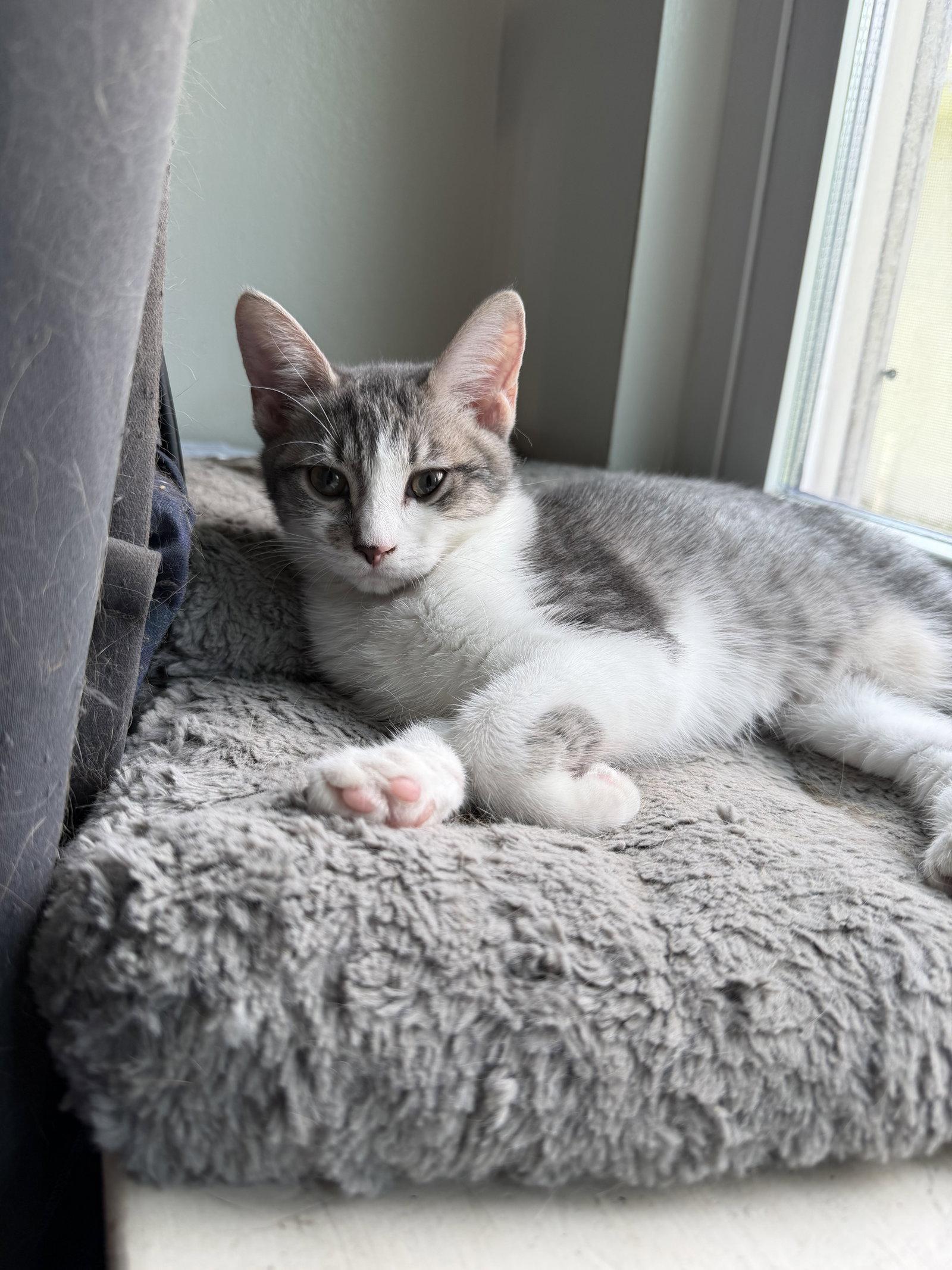 Enlarge Misty, a Adoptable Domestic Short Hair in Oviedo, FL image 2/2