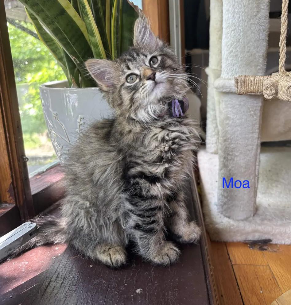 The Big Bird Litter (Ready June 3), a Adoptable Domestic Medium Hair in Weehawken, NJ image 3/4