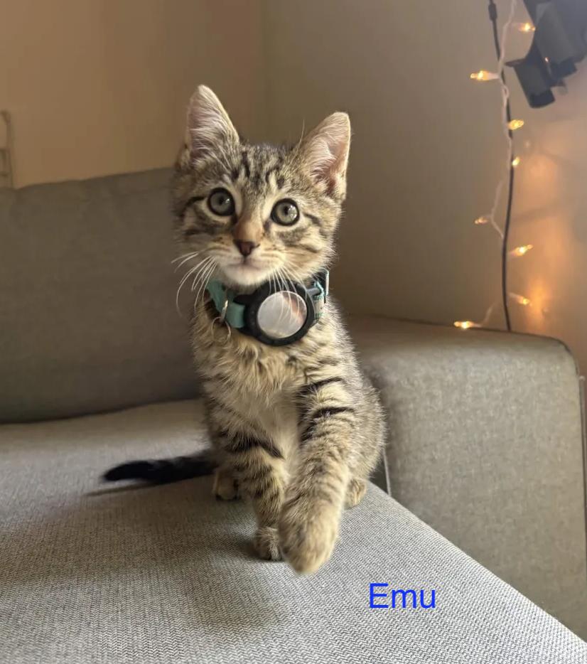The Big Bird Litter (Ready June 3), a Adoptable Domestic Medium Hair in Weehawken, NJ image 2/4