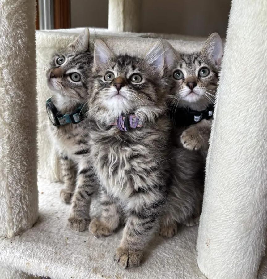 The Big Bird Litter (Ready June 3), a Adoptable Domestic Medium Hair in Weehawken, NJ image 1/4