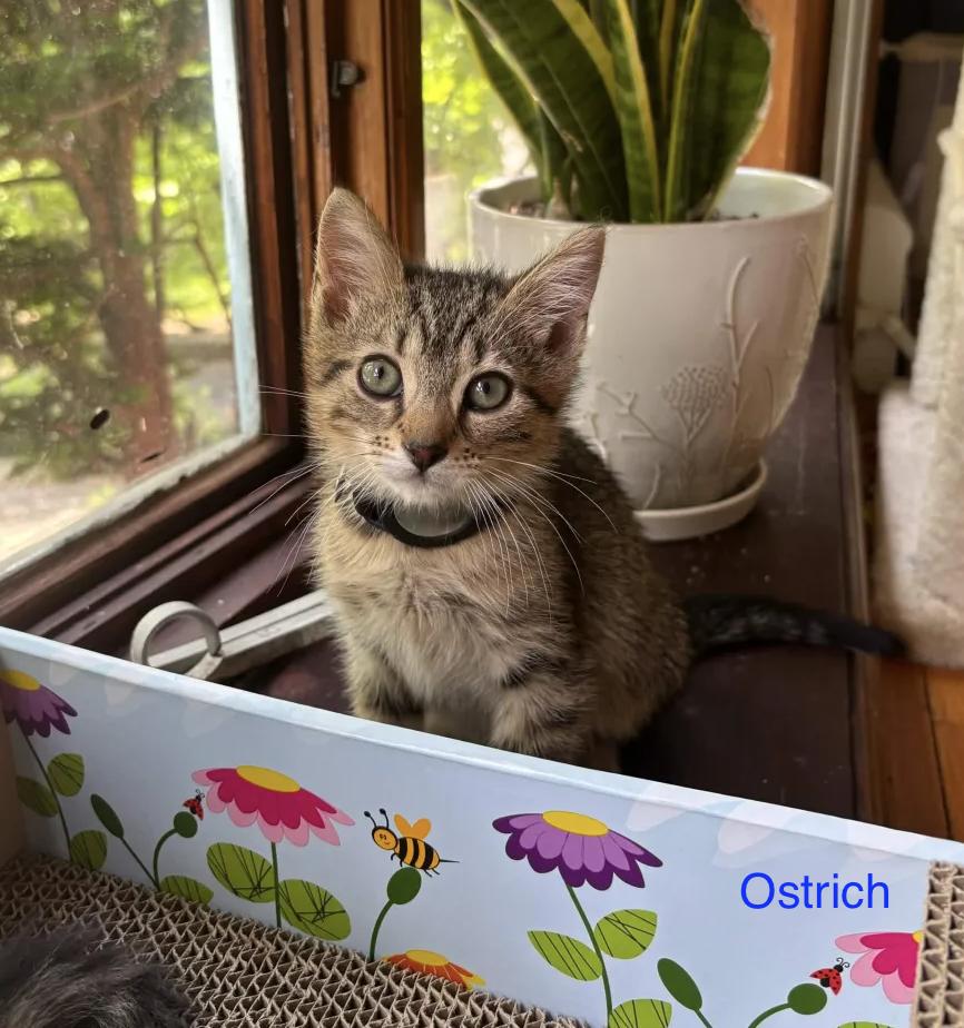 The Big Bird Litter (Ready June 3), a Adoptable Domestic Medium Hair in Weehawken, NJ image 4/4