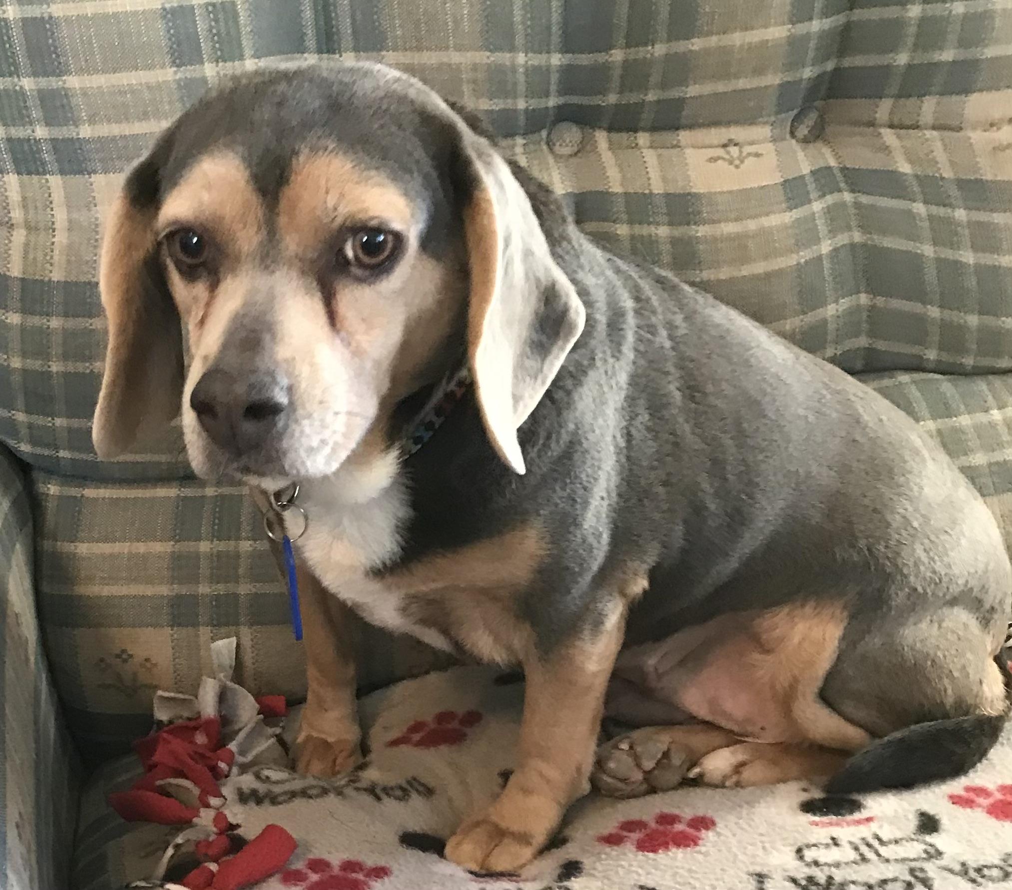 Enlarge Diamond, a ADOPTABLE mixed breed in Honeoye Falls, NY image 2/2