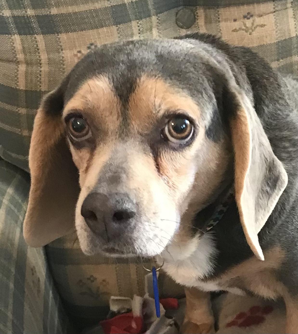 Diamond, ADOPTABLE, Adult Female Beagle.