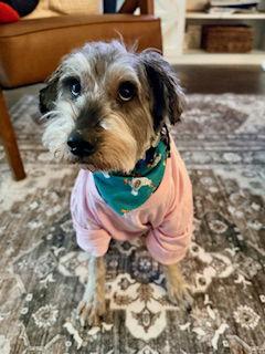 Charlie, Adopted, Senior Male Shih Tzu & Terrier.