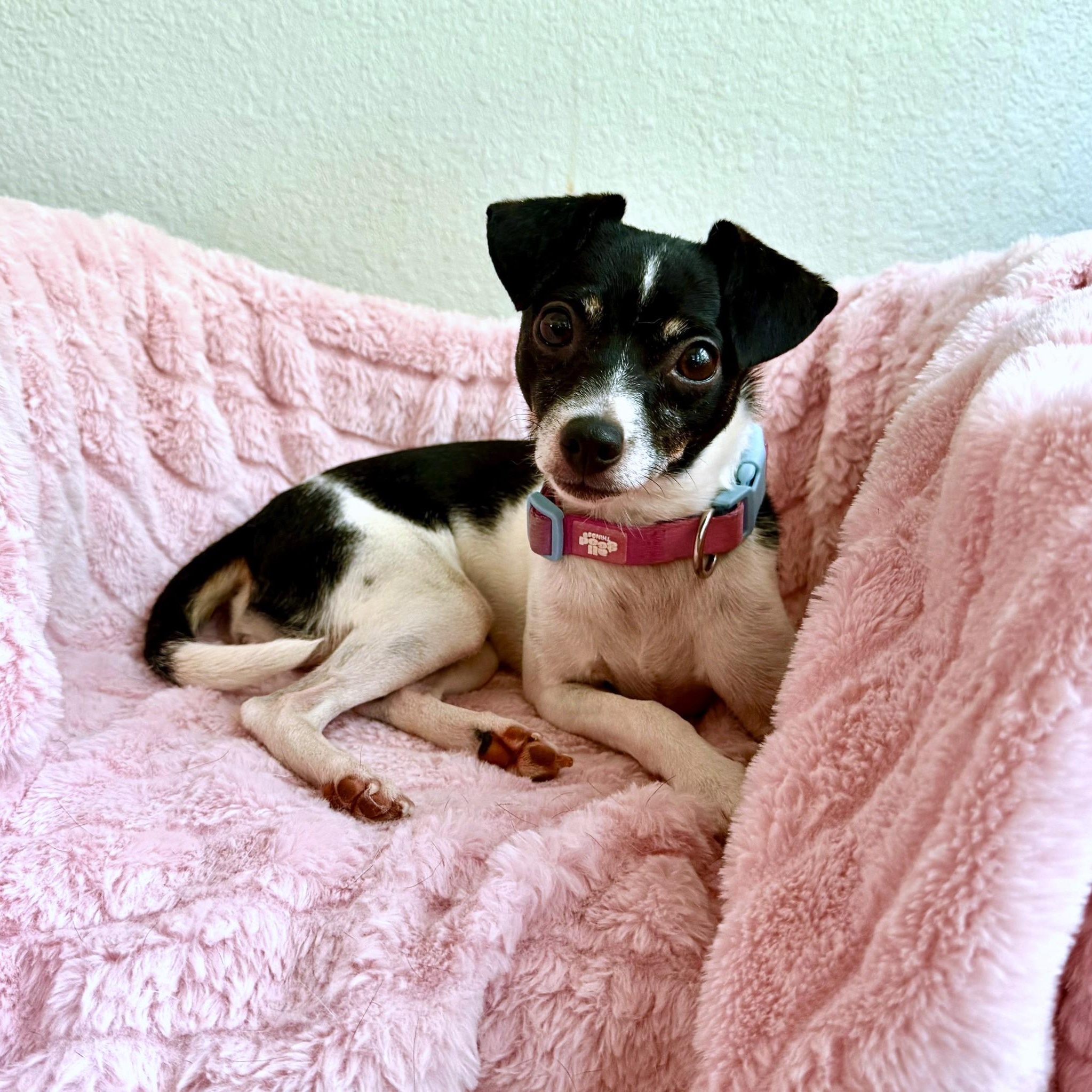 Lacey, Adopted, Adult Female Toy Fox Terrier & Rat Terrier.