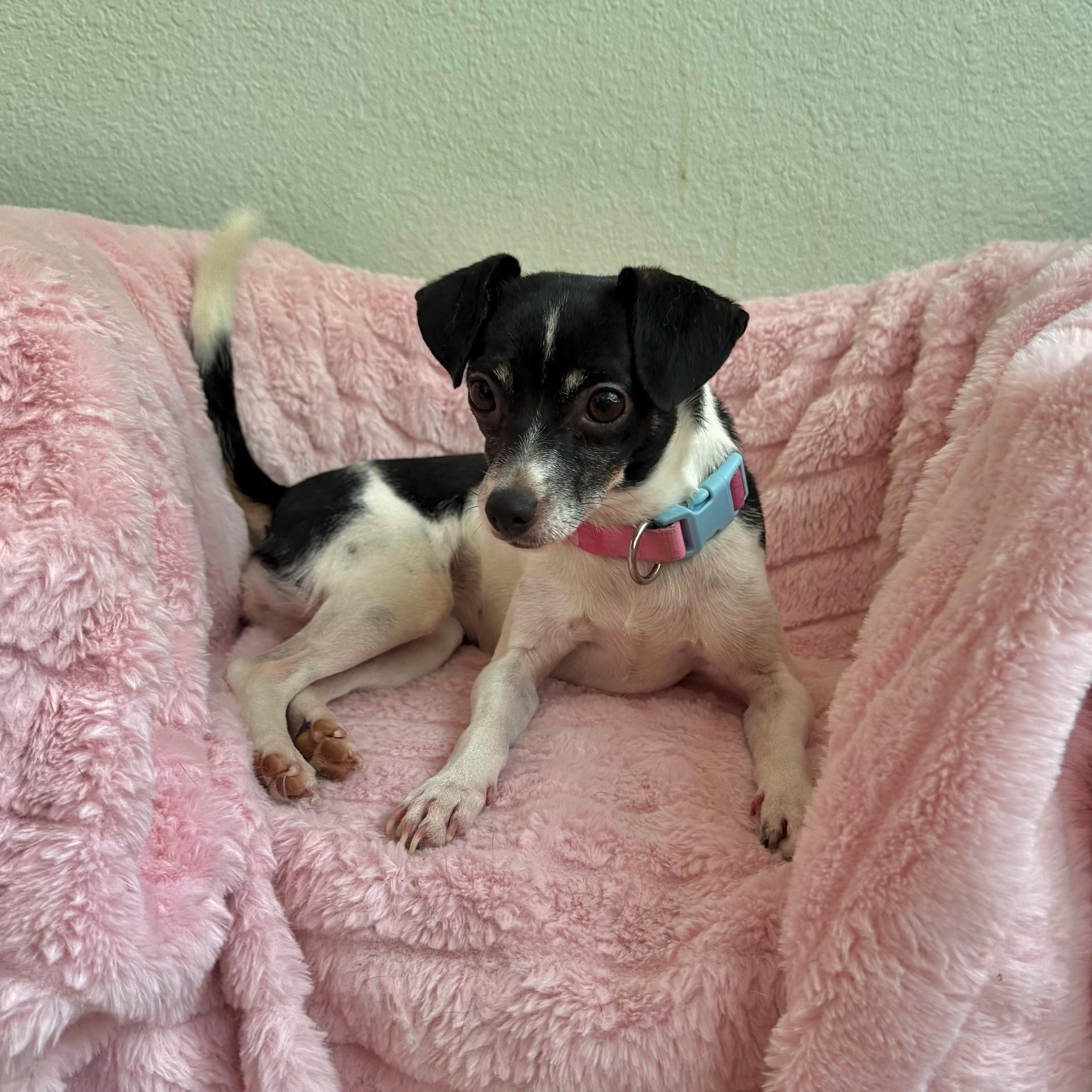 Enlarge Lacey, a Adopted mixed breed in High Ridge, MO image 2/4