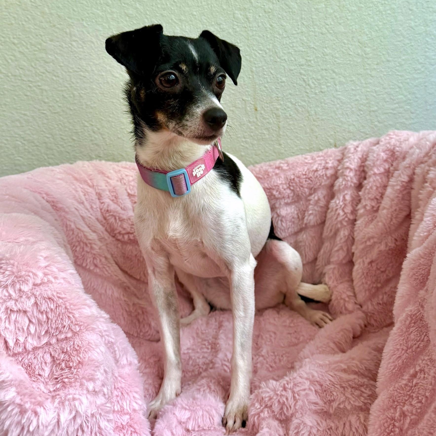 Enlarge Lacey, a Adopted mixed breed in High Ridge, MO image 3/4