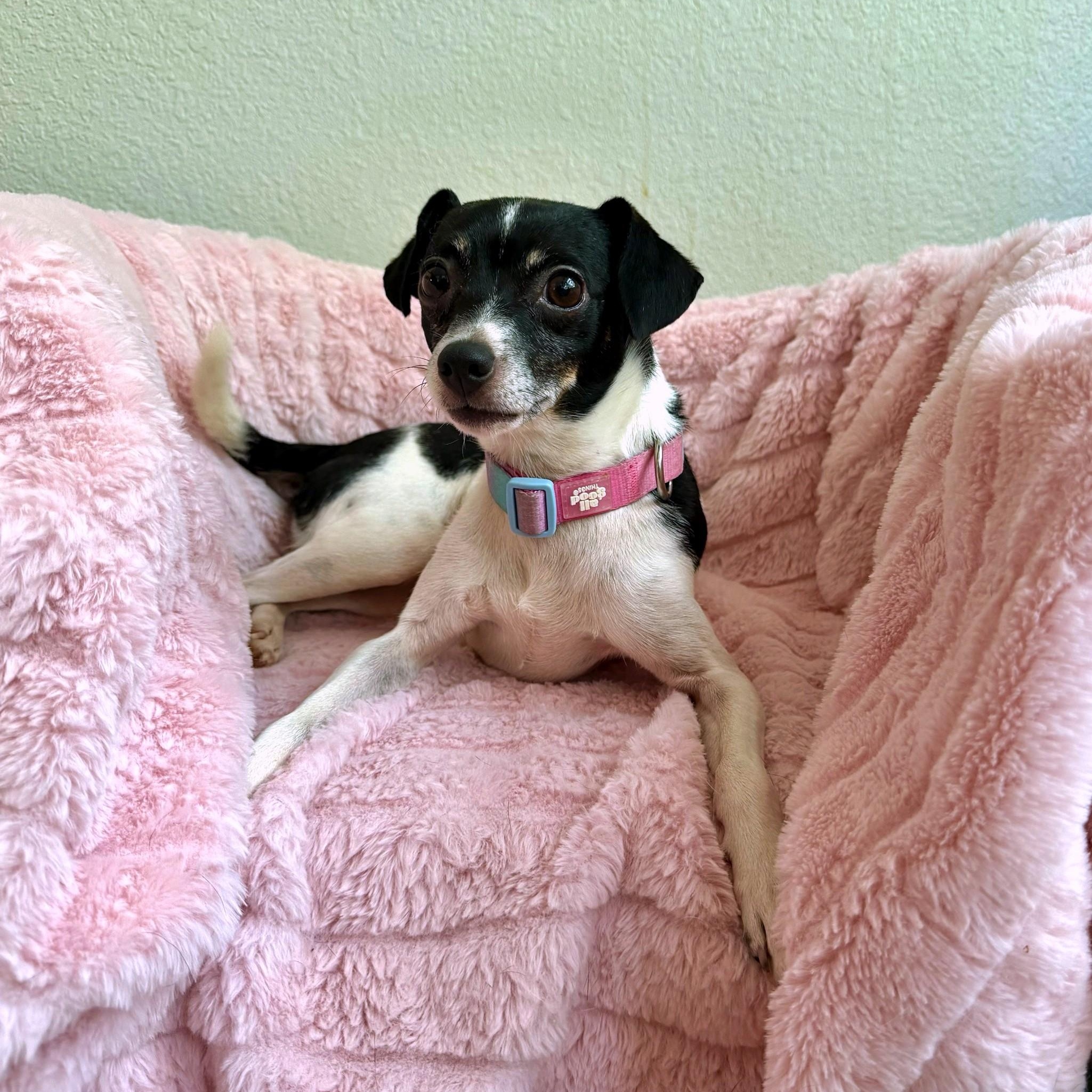 Enlarge Lacey, a Adopted mixed breed in High Ridge, MO image 4/4