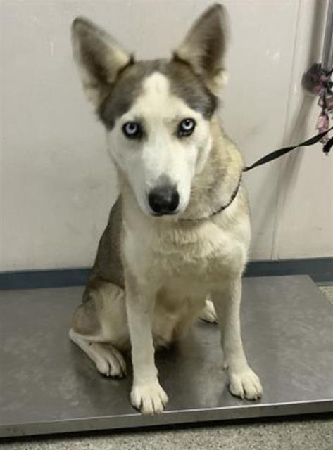 Enlarge A250631, a Adoptable mixed breed in Visalia, CA image 1/1