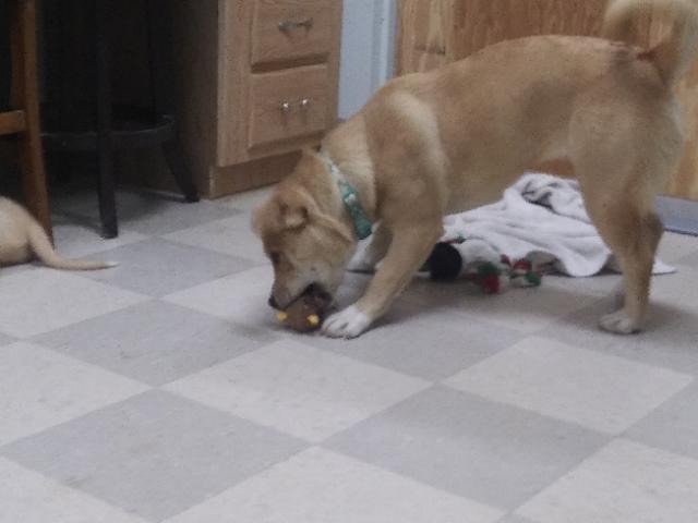 Enlarge Daisy Mae, a Adoptable mixed breed in Libby, MT image 1/5