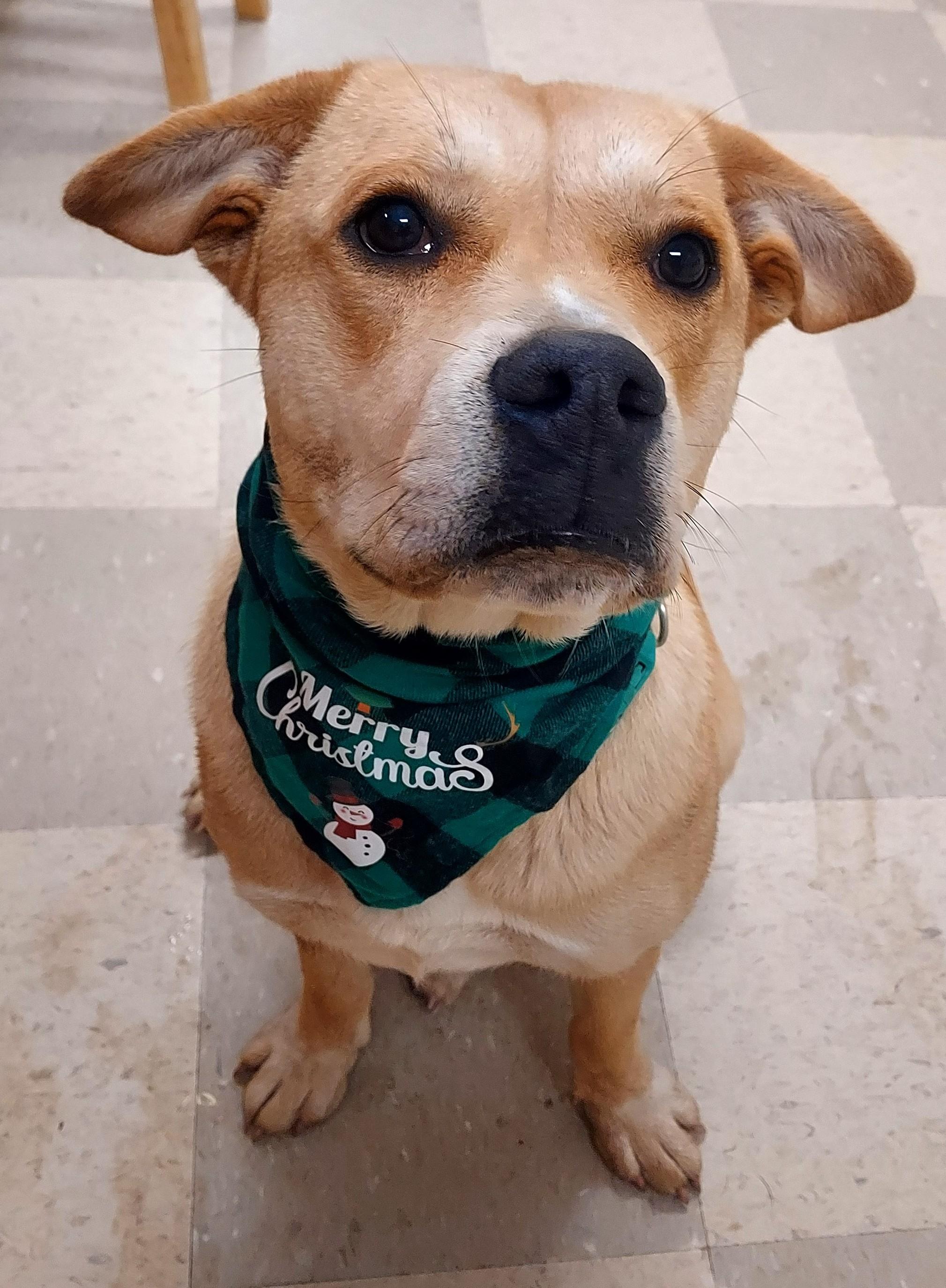 Enlarge Daisy Mae, a Adoptable mixed breed in Libby, MT image 4/5