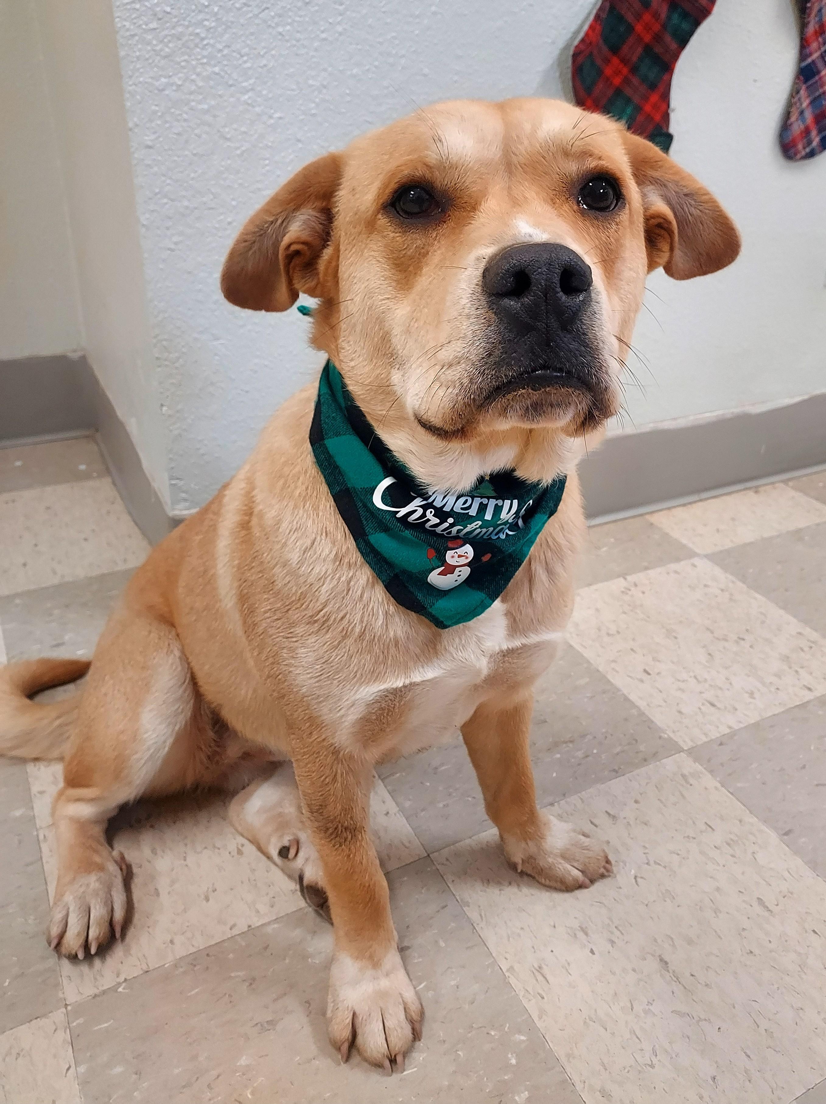 Enlarge Daisy Mae, a Adoptable mixed breed in Libby, MT image 5/5