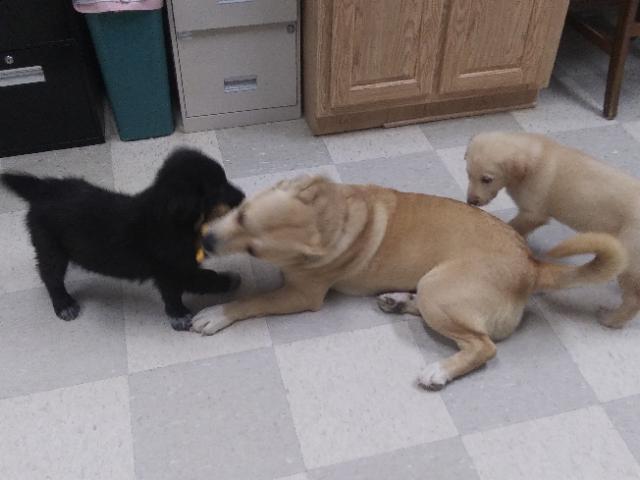 Enlarge Daisy Mae, a Adoptable mixed breed in Libby, MT image 3/5