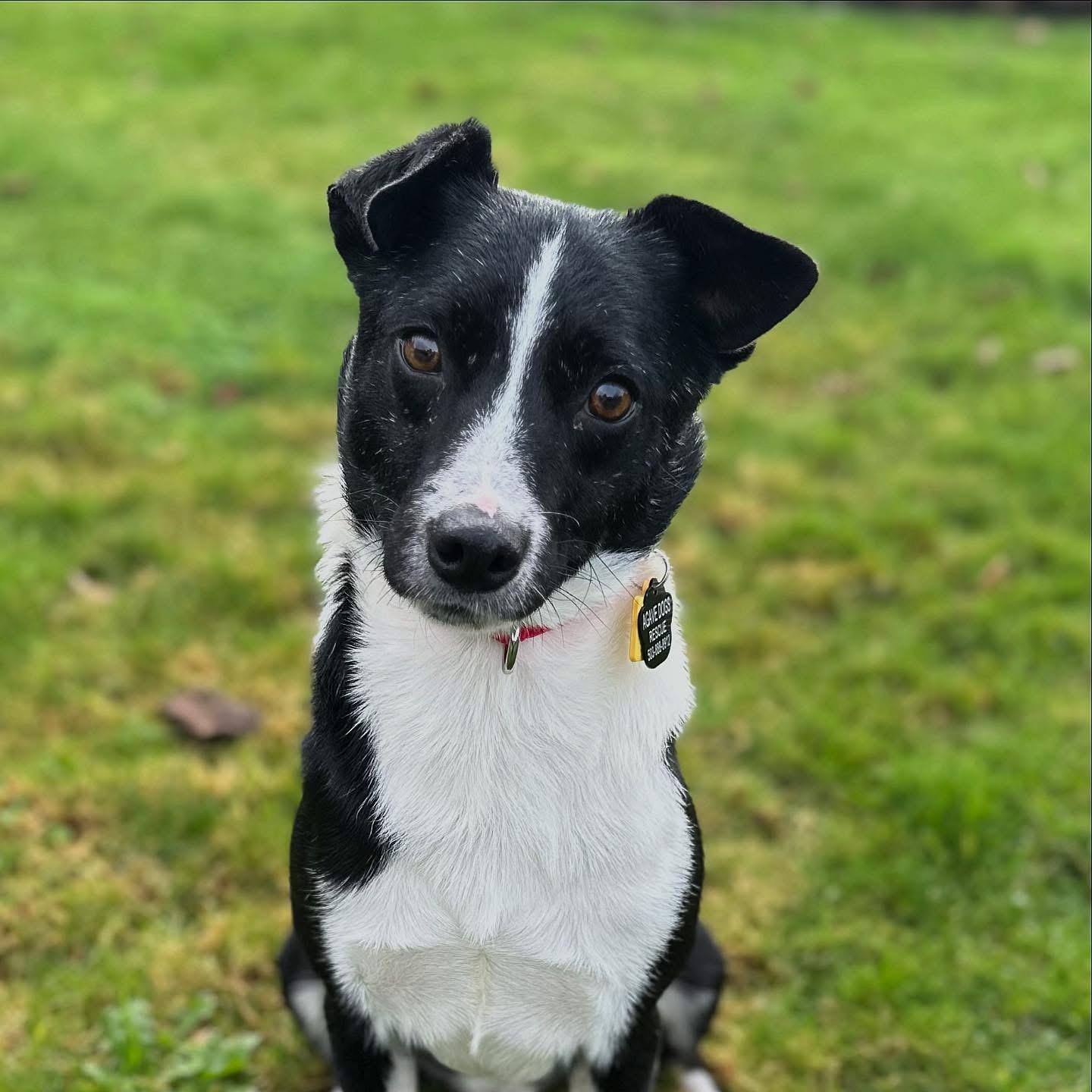 Richy, ADOPTABLE, Adult Male Border Collie & Chihuahua.
