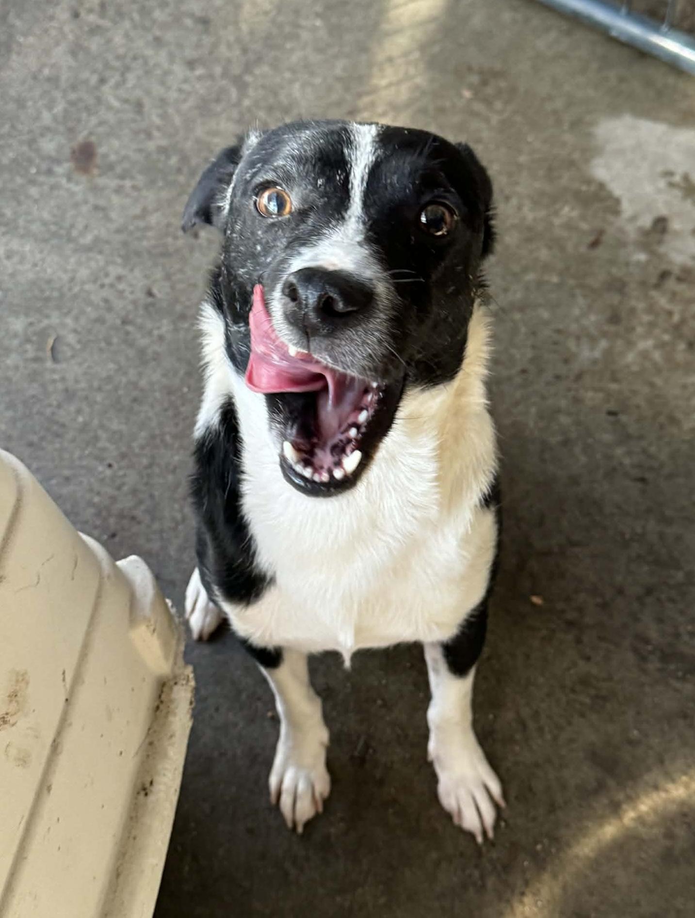 Enlarge Richy, a ADOPTABLE mixed breed in Beavercreek, OR image 5/5