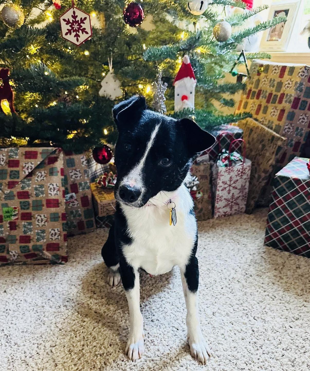 Enlarge Richy, a ADOPTABLE mixed breed in Beavercreek, OR image 4/5