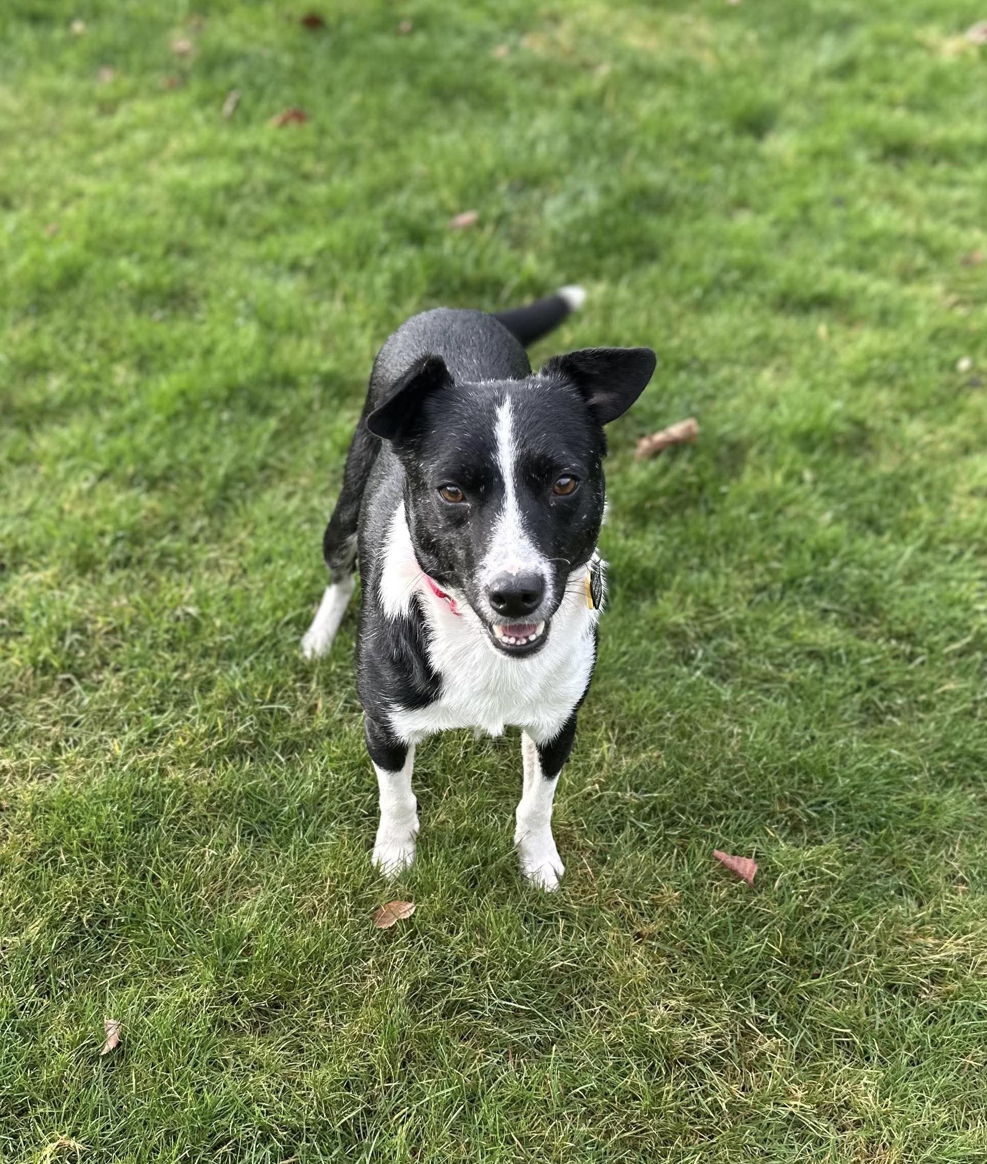 Enlarge Richy, a ADOPTABLE mixed breed in Beavercreek, OR image 3/5