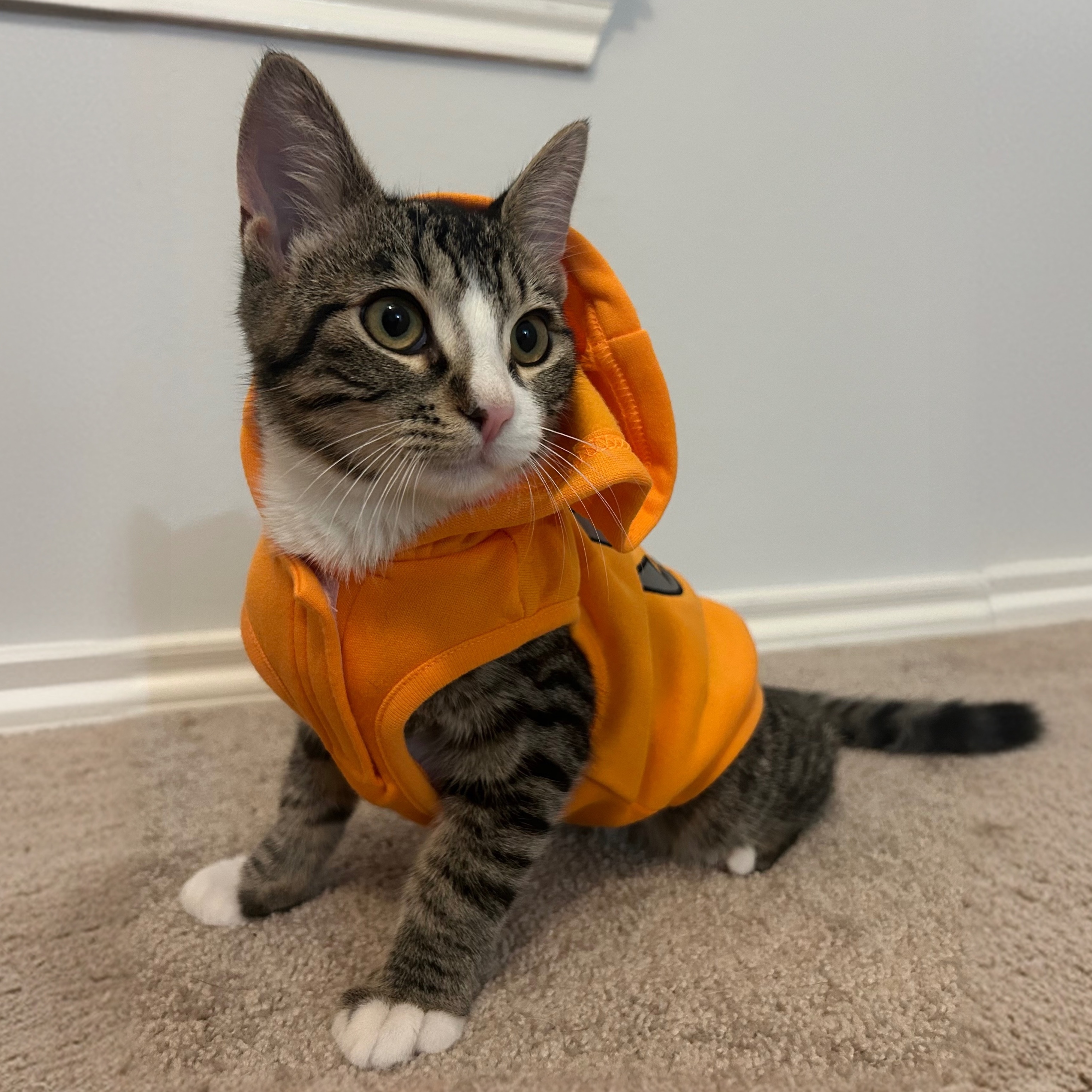 Cat for adoption MISO, a Domestic Short Hair Mix in Rocky Hill, CT