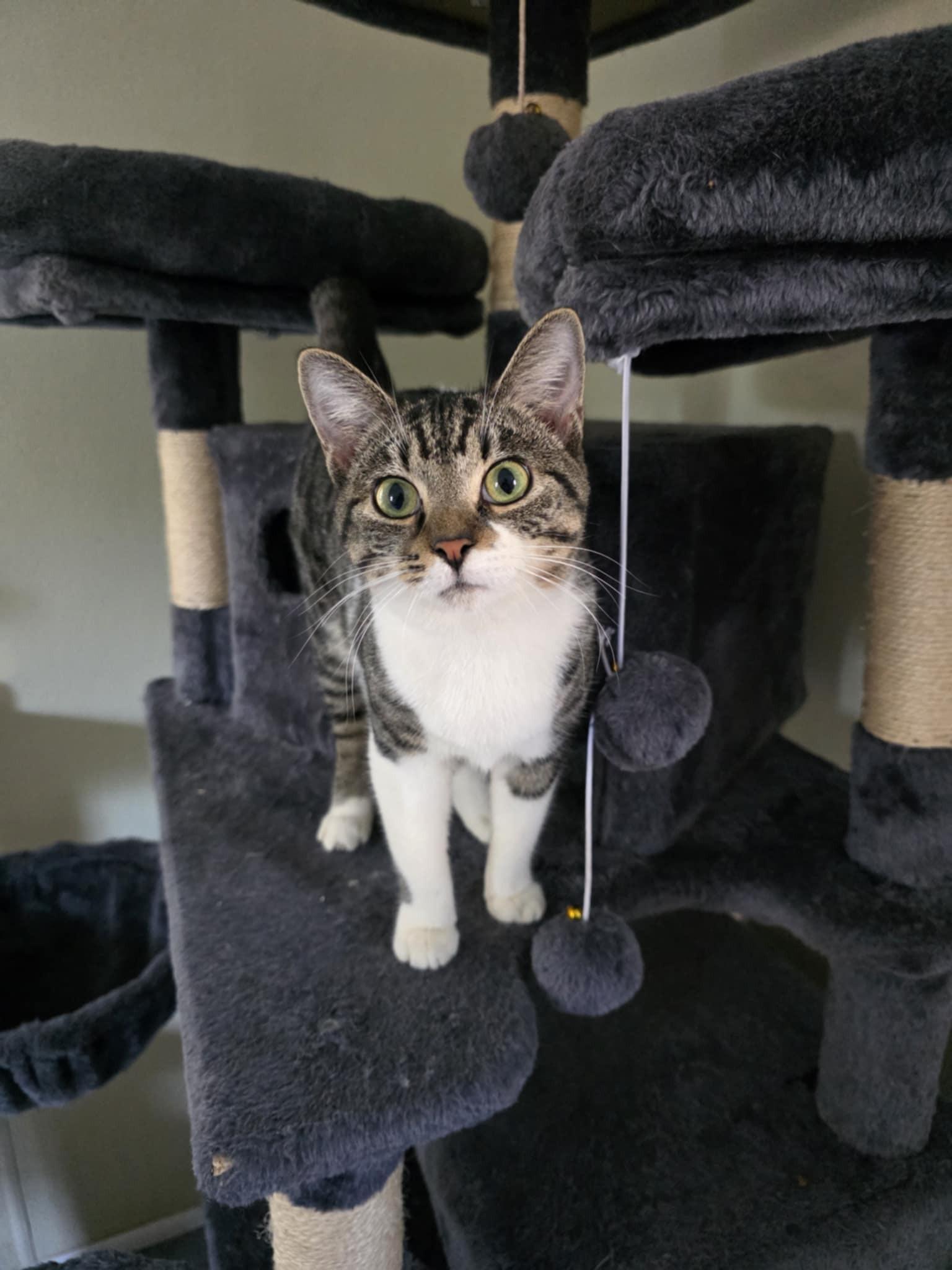 Enlarge Purrlock Holmes, an adopted Domestic Short Hair in Umatilla, FL image 3/3