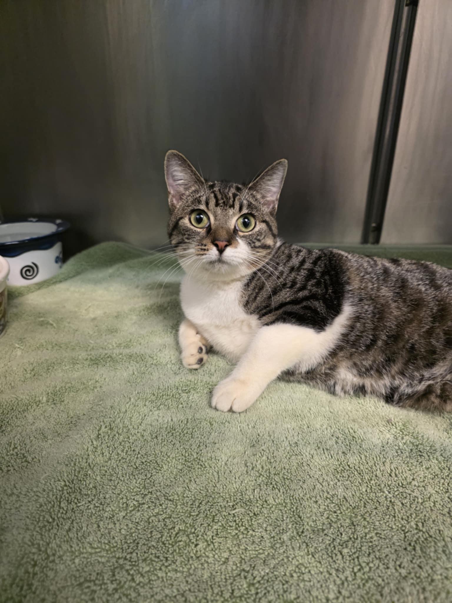 Enlarge Purrlock Holmes, an adopted Domestic Short Hair in Umatilla, FL image 2/3