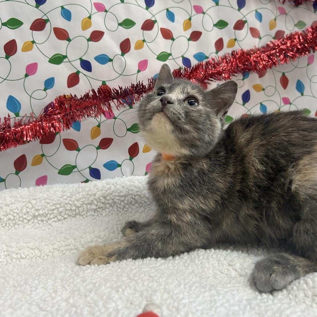 Sadie, Adoptable, Kitten Female Domestic Short Hair.