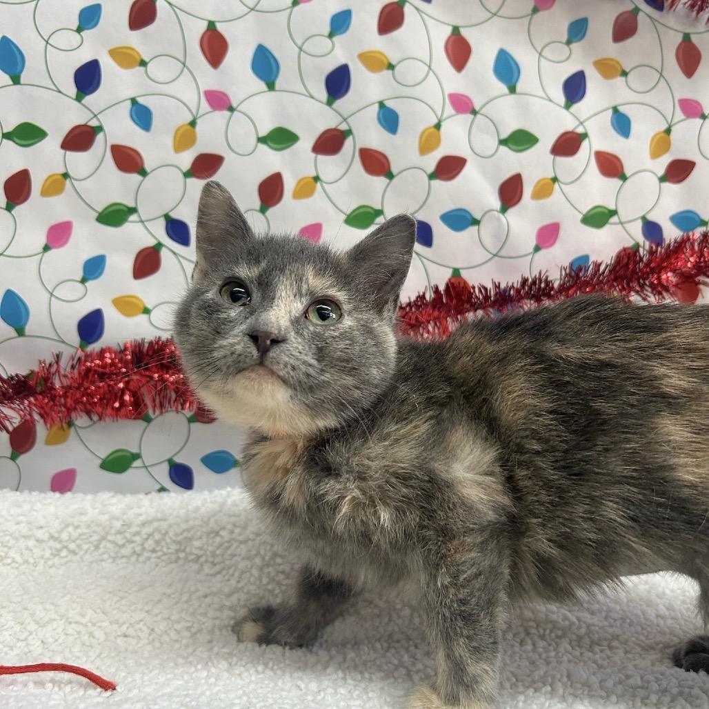 Enlarge Sadie, a Adoptable Domestic Short Hair in West Point, MS image 2/4