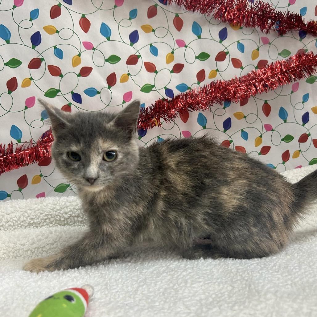 Enlarge Sadie, a Adoptable Domestic Short Hair in West Point, MS image 3/4