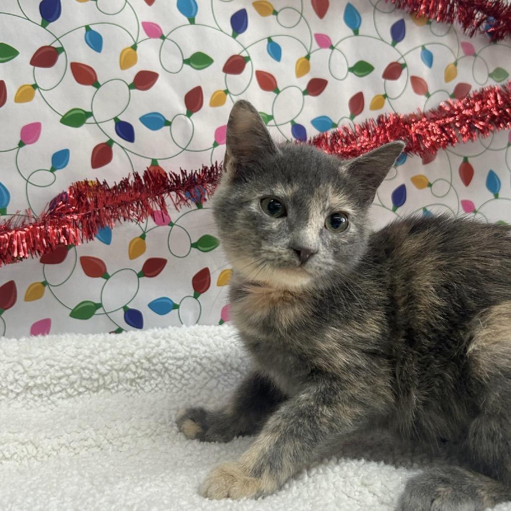 Enlarge Sadie, a Adoptable Domestic Short Hair in West Point, MS image 4/4