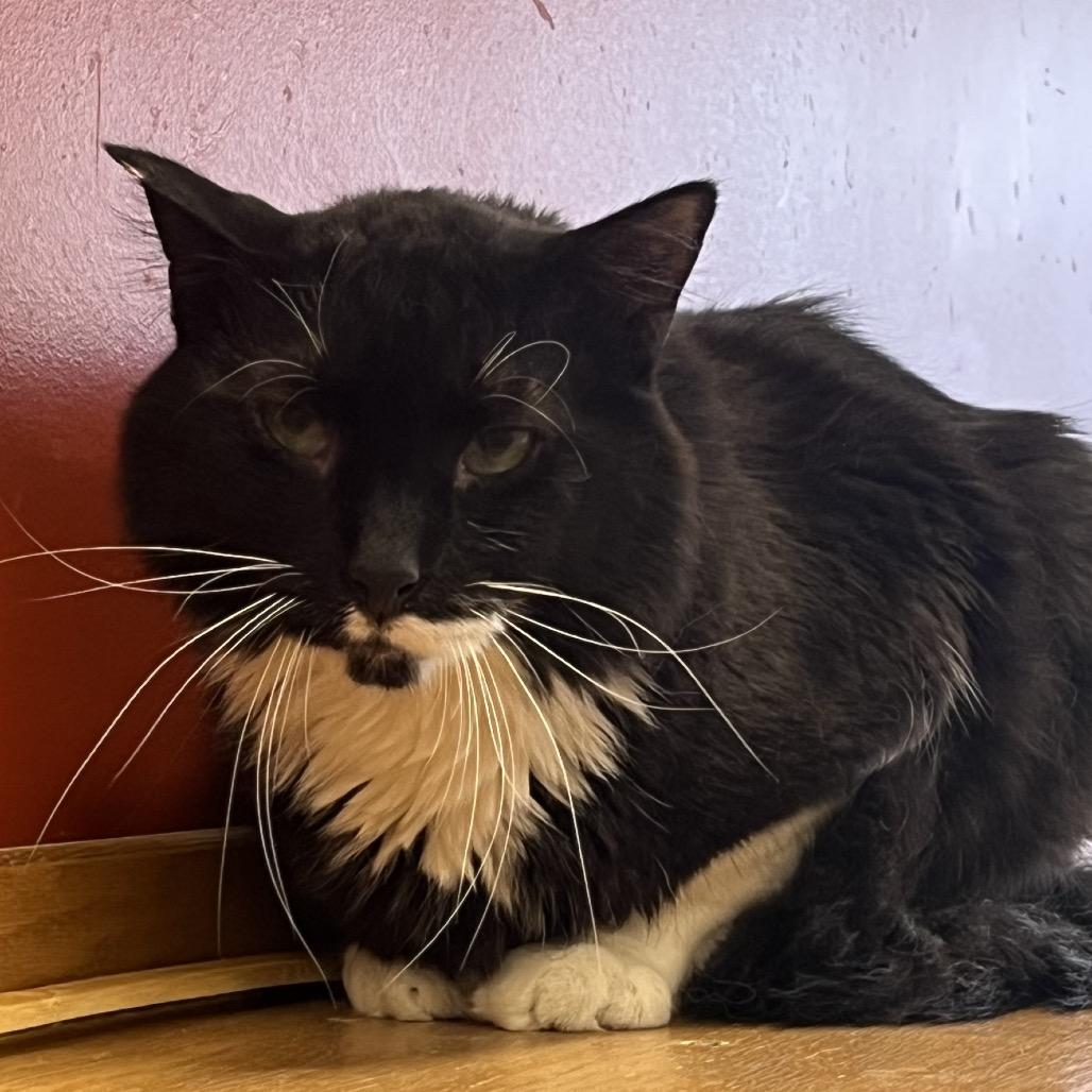 Enlarge Kota Krankenhaus, a Adoptable Domestic Long Hair in Chicago, IL image 1/2