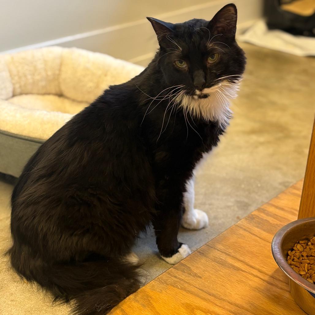 Enlarge Kota Krankenhaus, a Adoptable Domestic Long Hair in Chicago, IL image 2/2