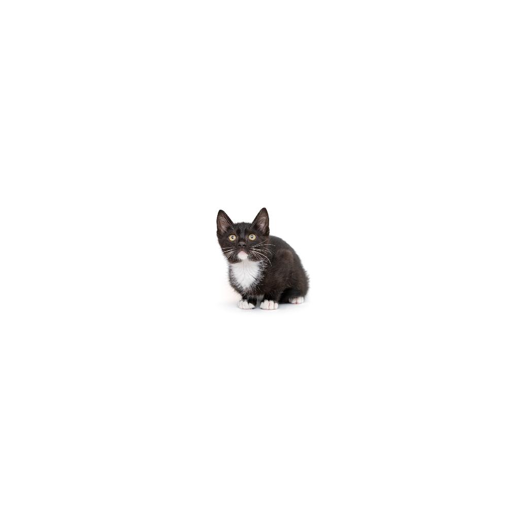 Enlarge Regal, a Adoptable Domestic Short Hair in Playa Vista, CA image 1/1