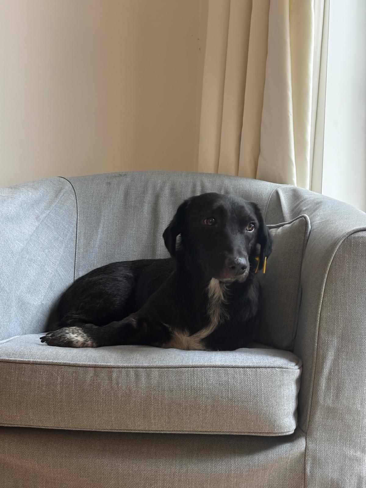 Enlarge Sana, a Adopted mixed breed in Mississauga, ON image 4/6
