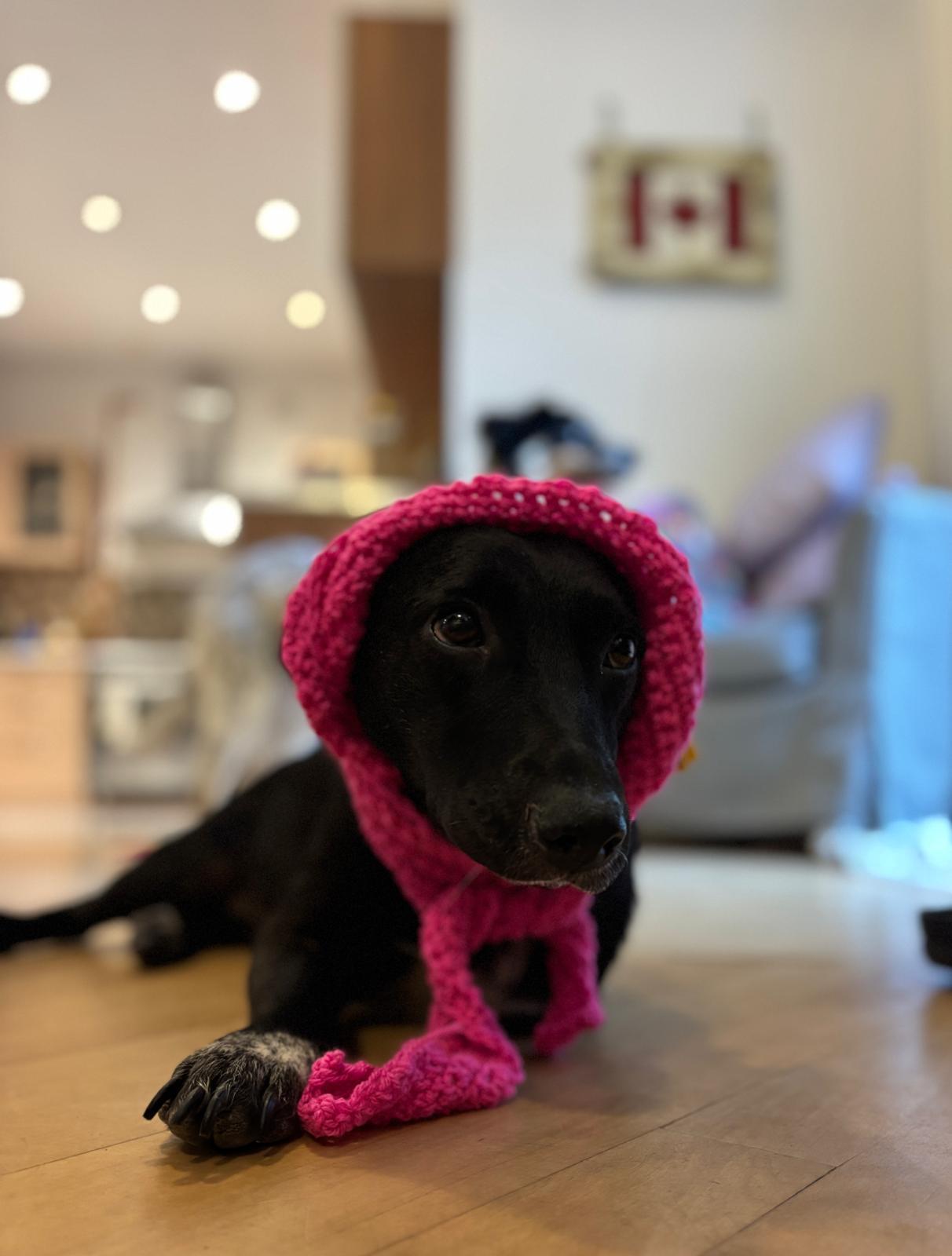 Enlarge Sana, a Adopted mixed breed in Mississauga, ON image 3/6